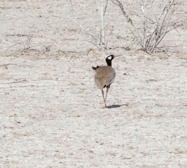 Белокрылый корхан - ML652271022