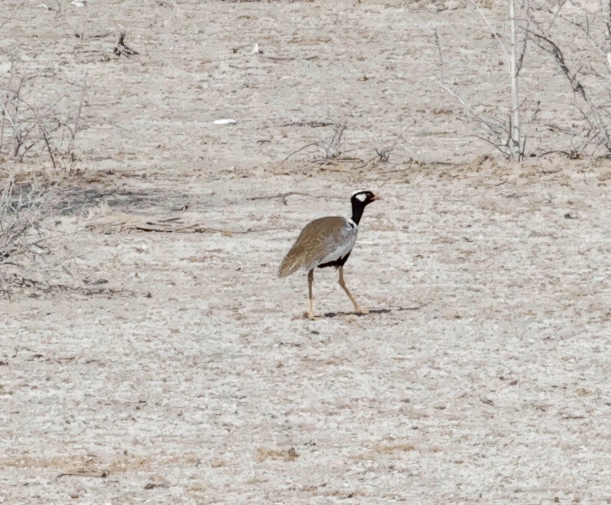 Белокрылый корхан - ML652271023