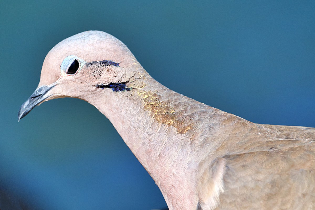 Eared Dove - ML652271309