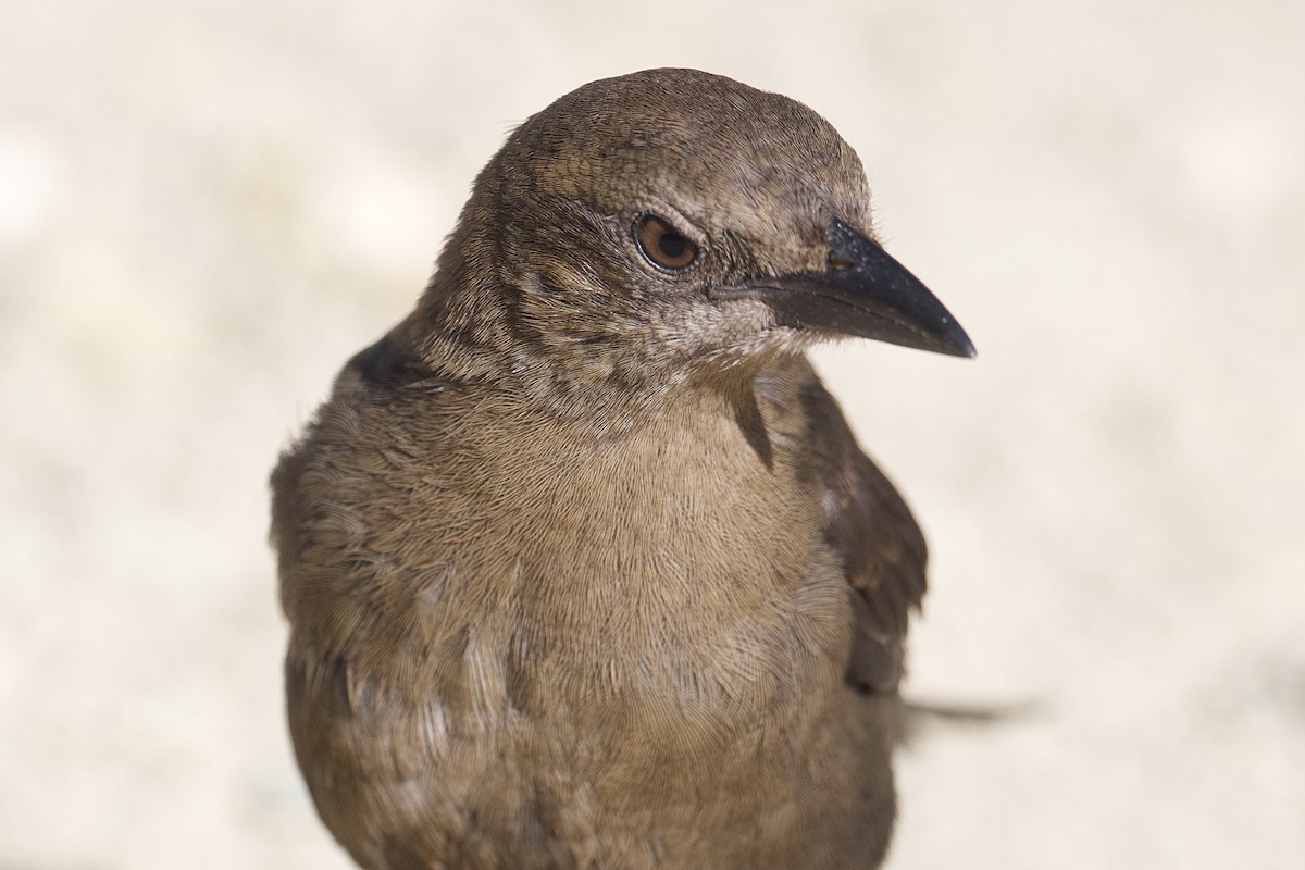 Carib Grackle - ML652271341