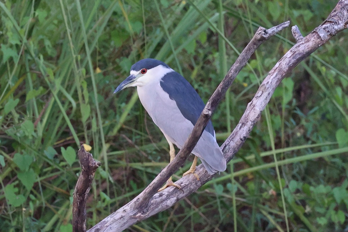 夜鷺 - ML652271394