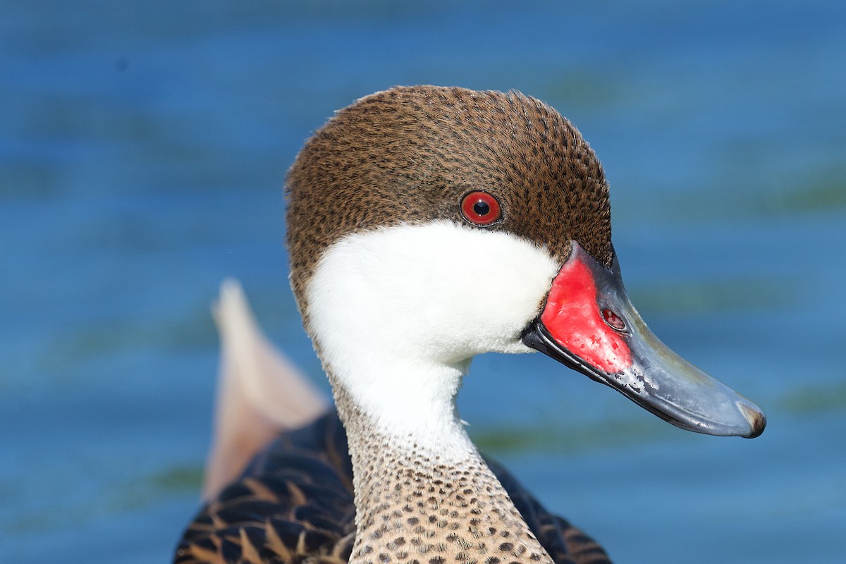 White-cheeked Pintail - ML652271633