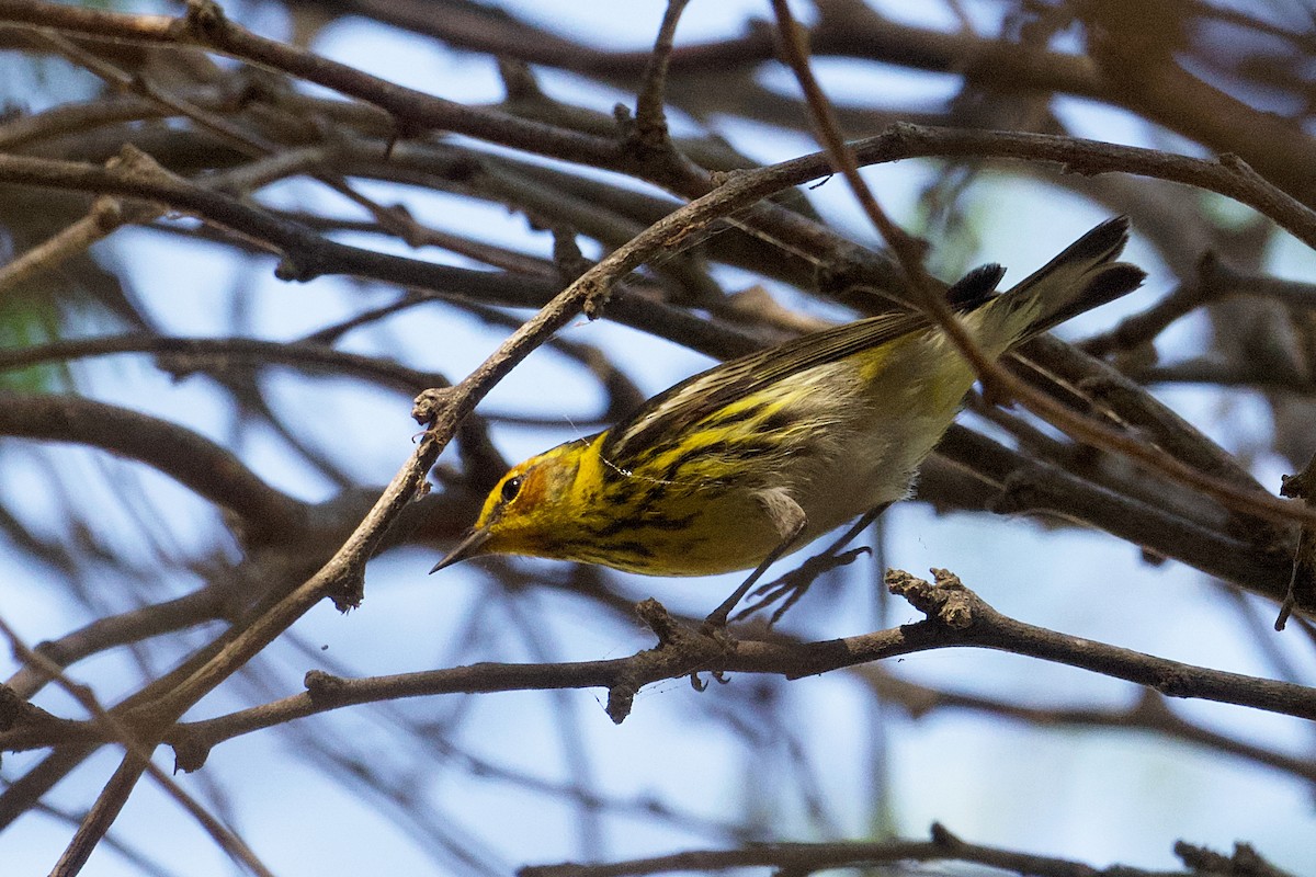 Cape May Warbler - ML652272118
