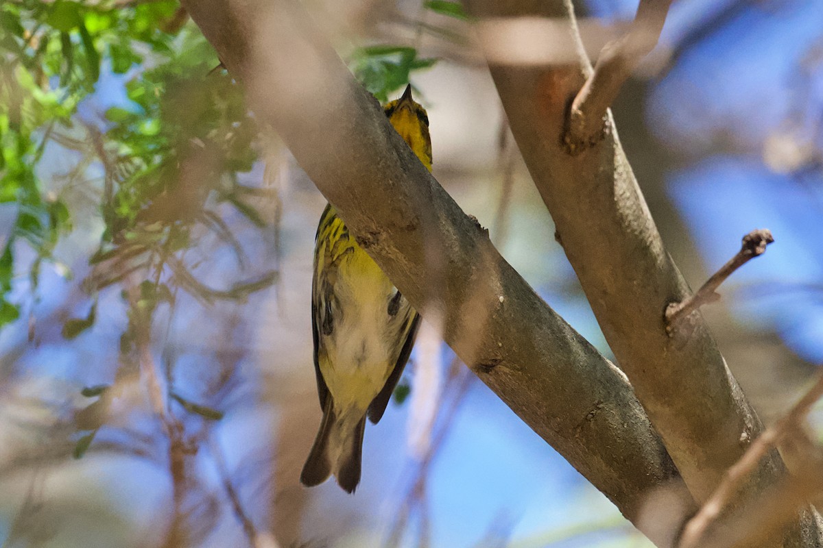 Cape May Warbler - ML652272196