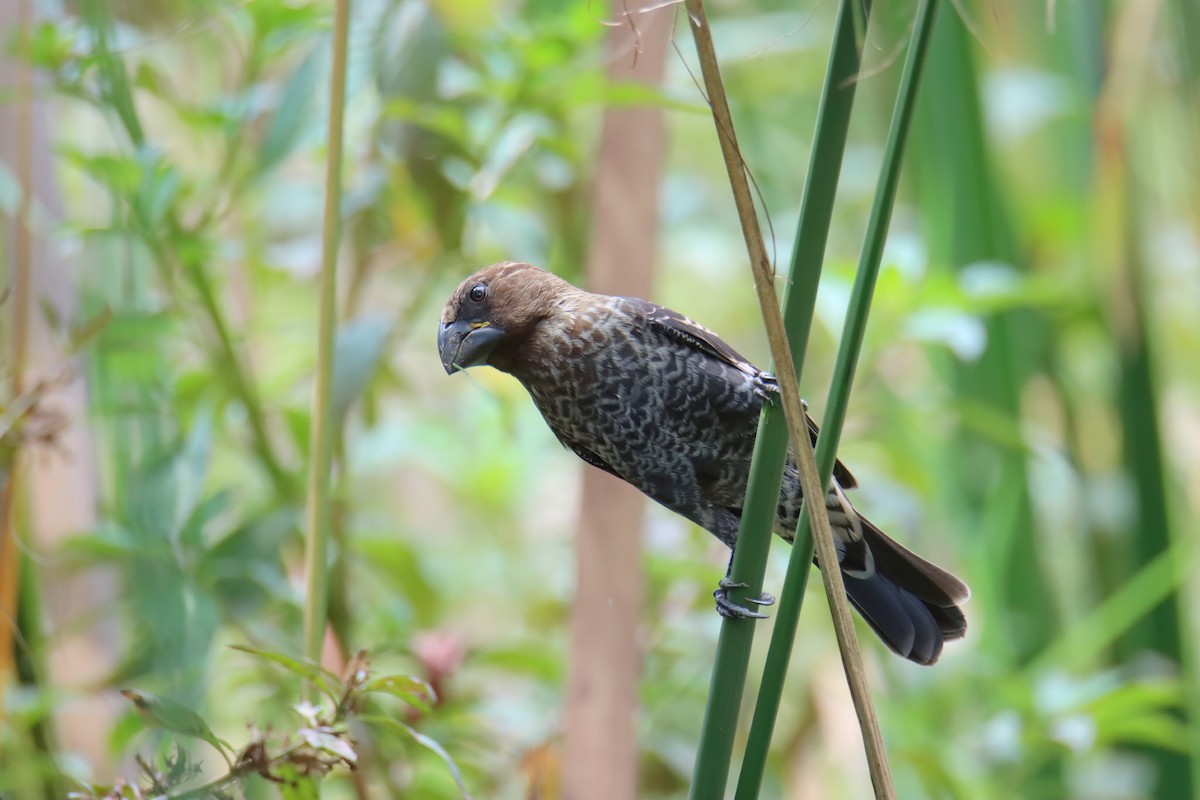 tykknebbvever - ML652272566