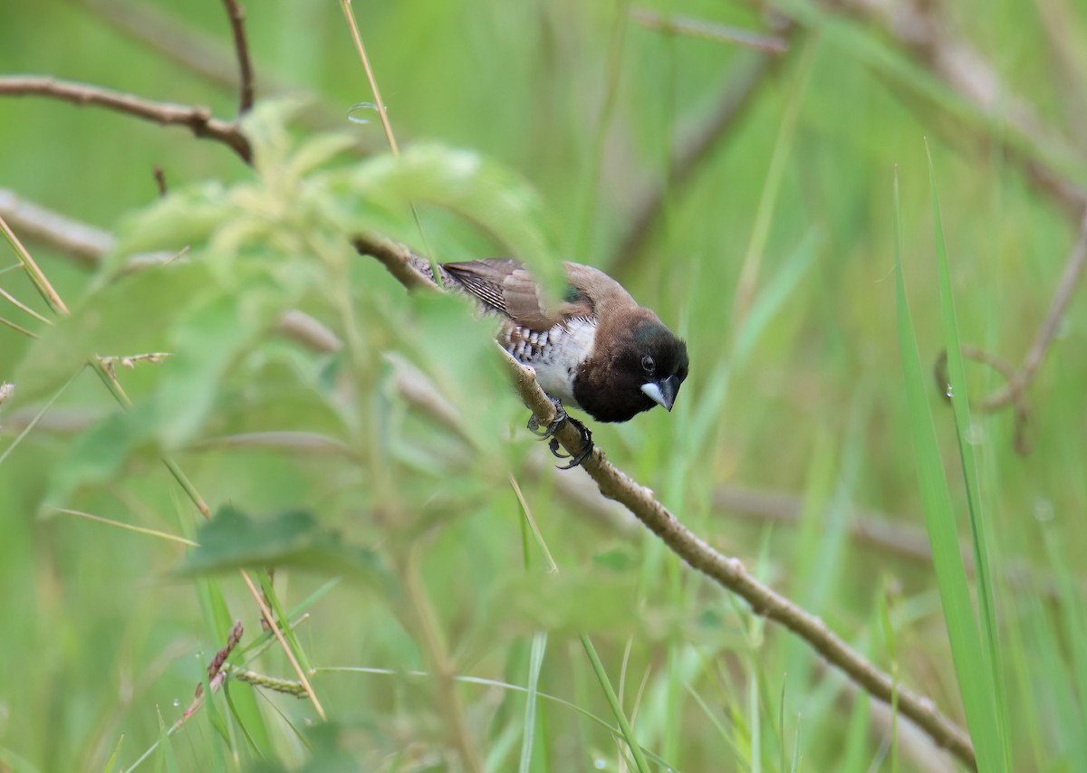 Bronze Mannikin - ML652272578
