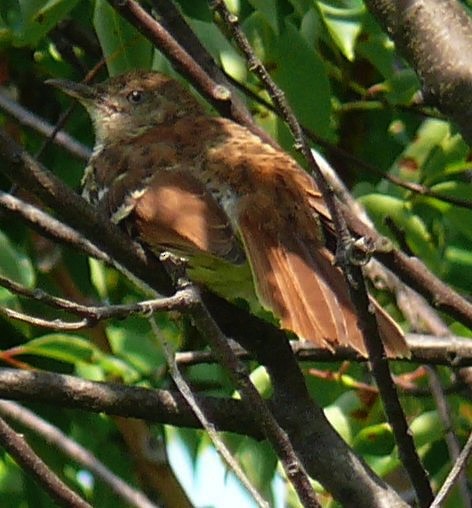 Brown Thrasher - ML65227261
