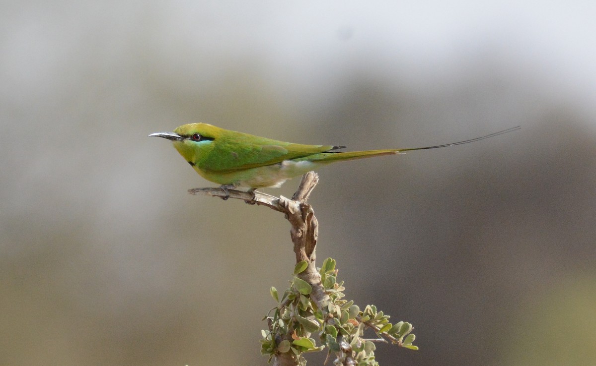 שרקרק צהוב גרון - ML652272673