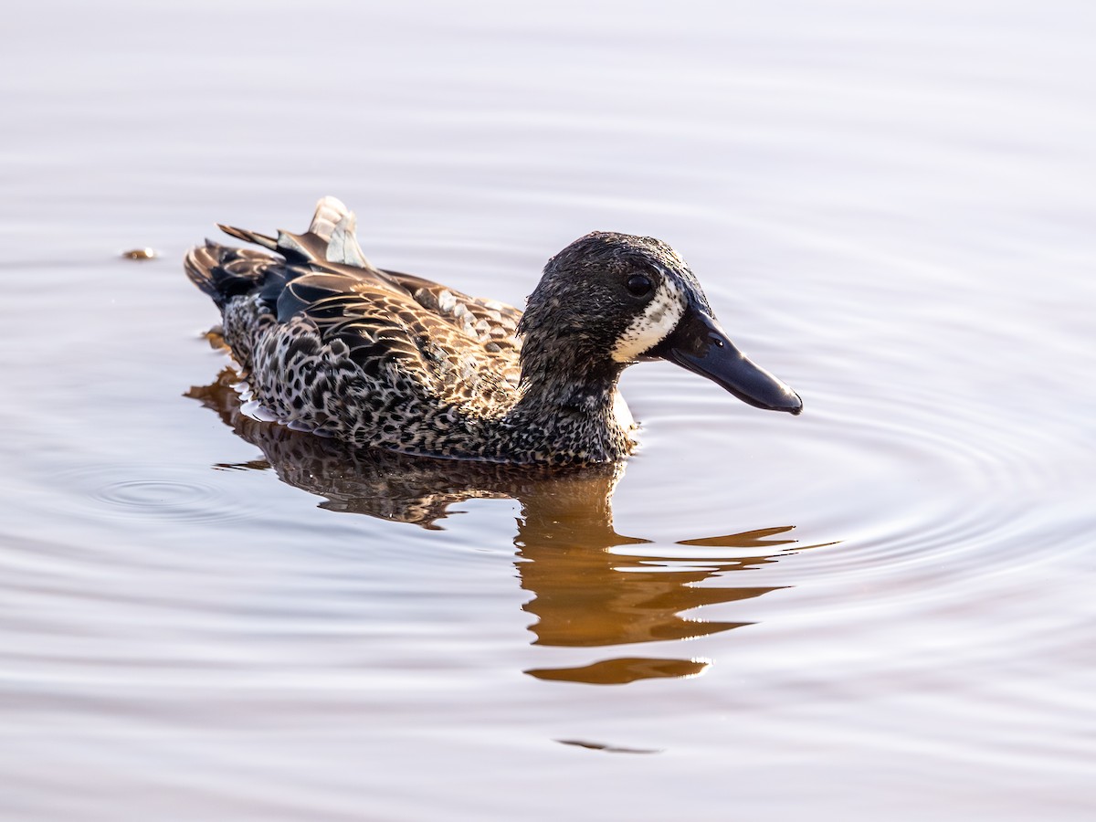 Синекрылый чирок - ML652272716