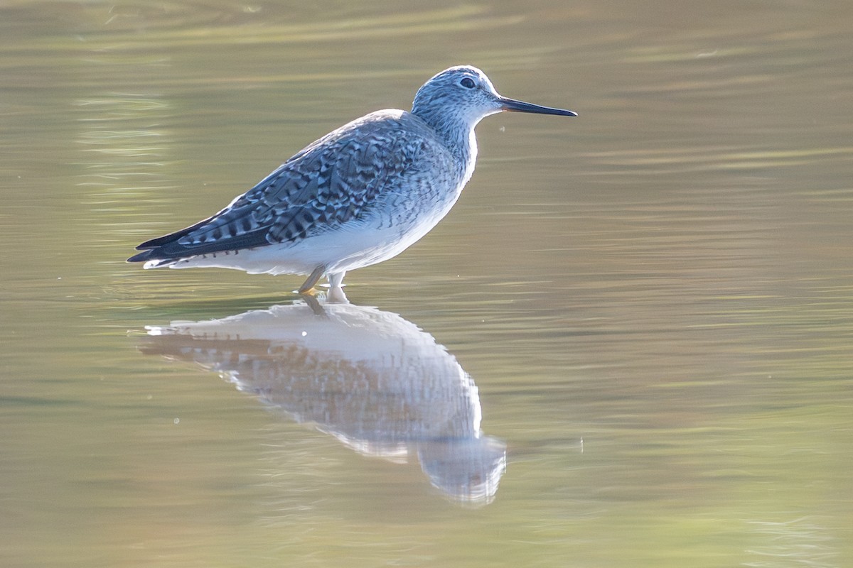 Желтоногий улит - ML652272721