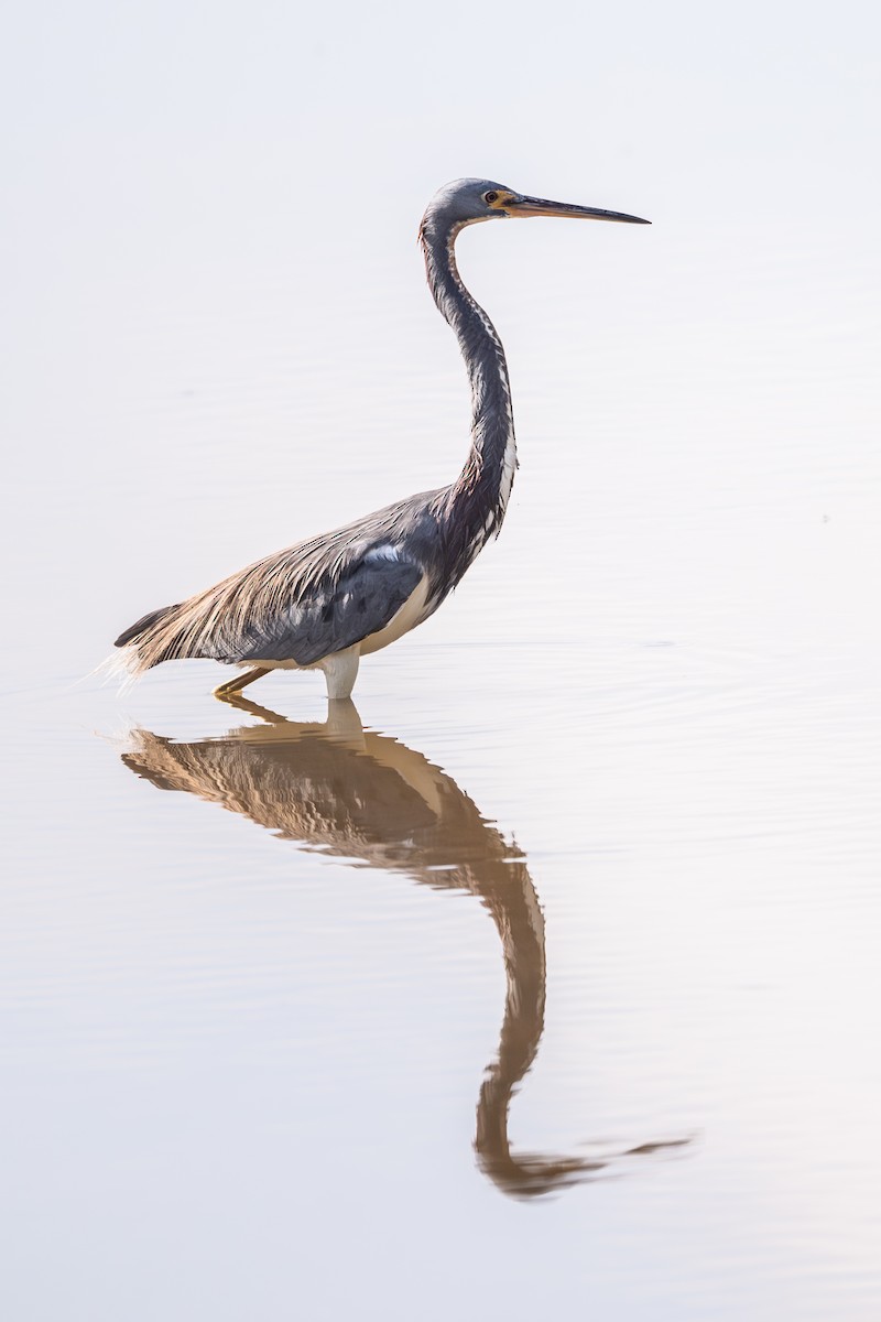 Трёхцветная цапля - ML652272730