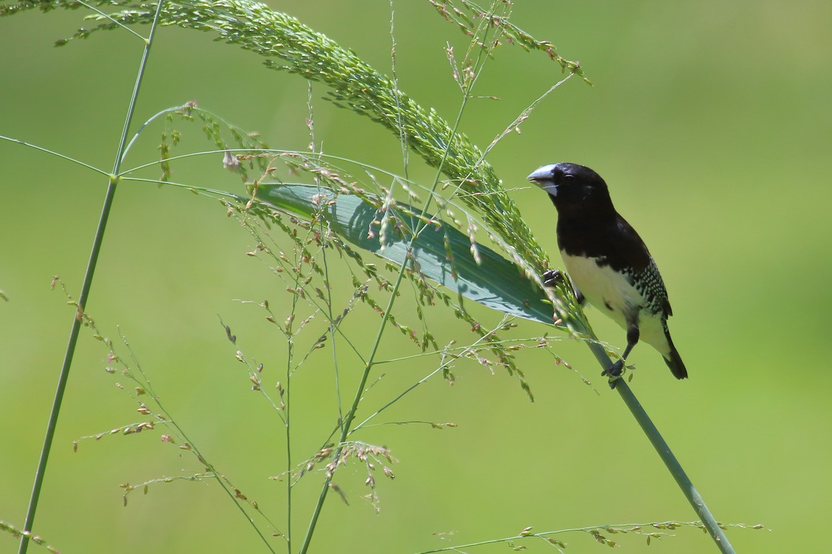 Black-and-white Mannikin - ML652272732