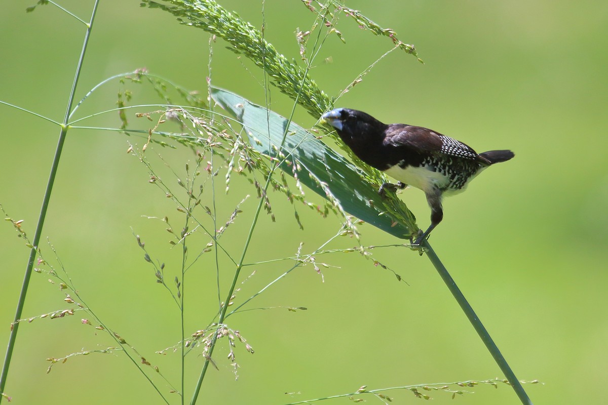 Black-and-white Mannikin - ML652272733