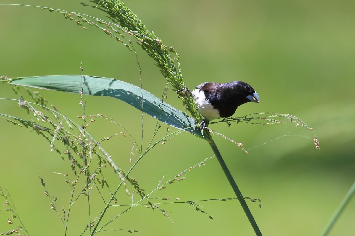 Black-and-white Mannikin - ML652272734