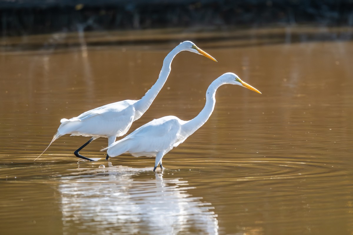 Большая белая цапля - ML652272739