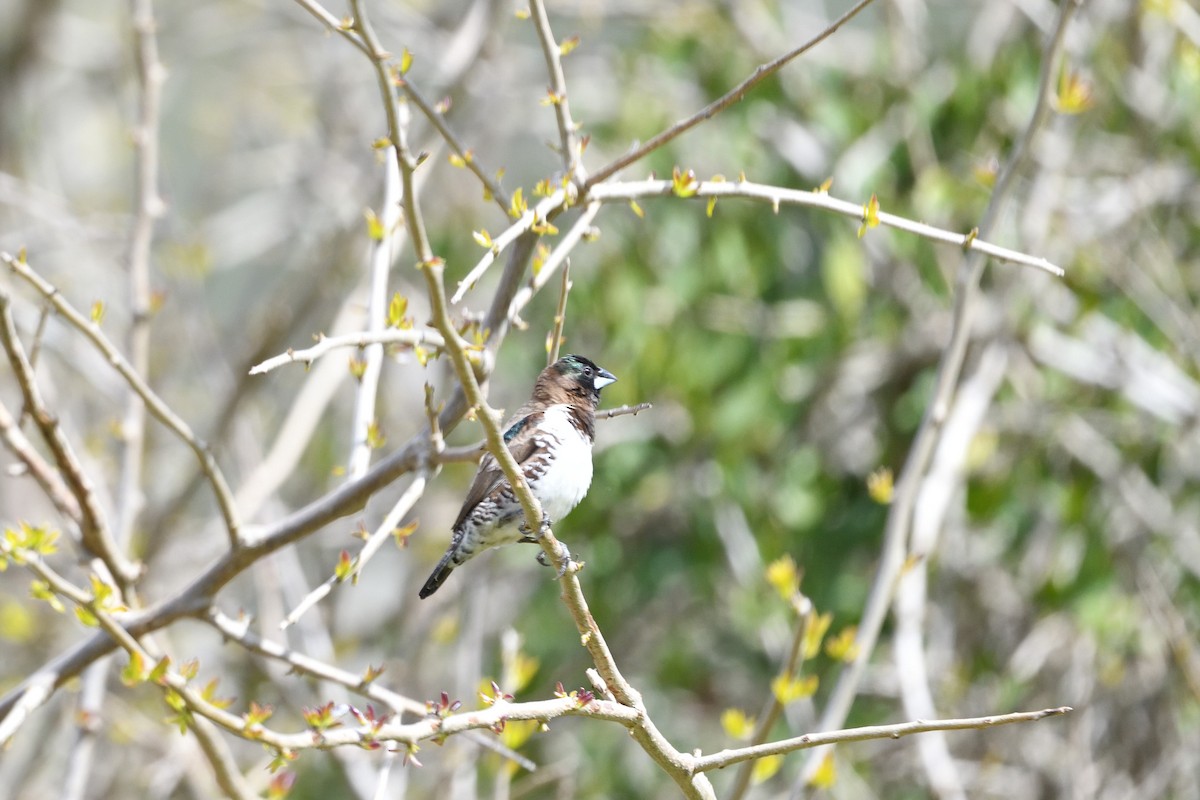 Bronze Mannikin - ML652272740