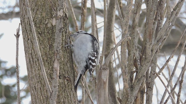 Downy Woodpecker - ML652272827