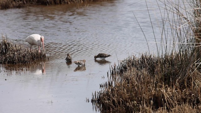 Wilson's Snipe - ML652273240