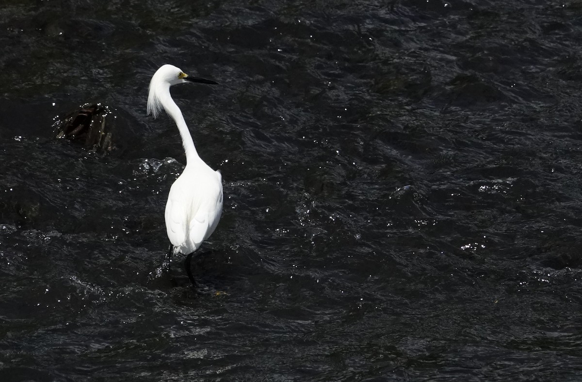Snowy Egret - ML652273316