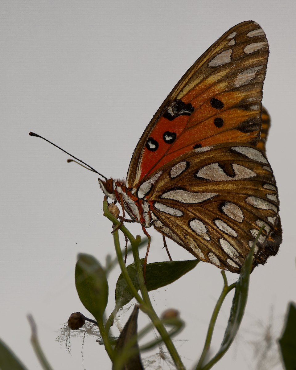 ヒョウモンドクチョウ - ML652273354