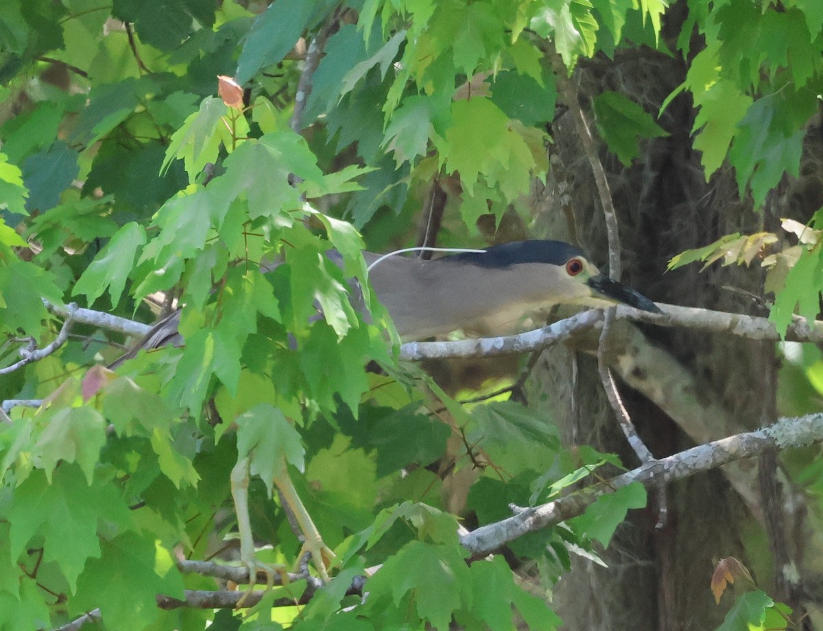 夜鷺 - ML652273433