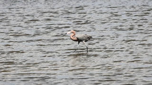 Reddish Egret - ML652273436