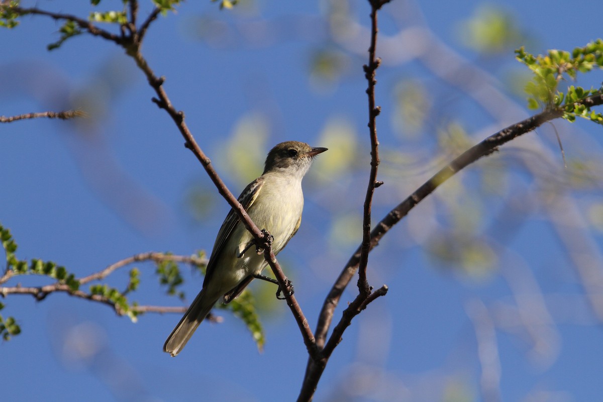 Caribbean Elaenia - ML65227361