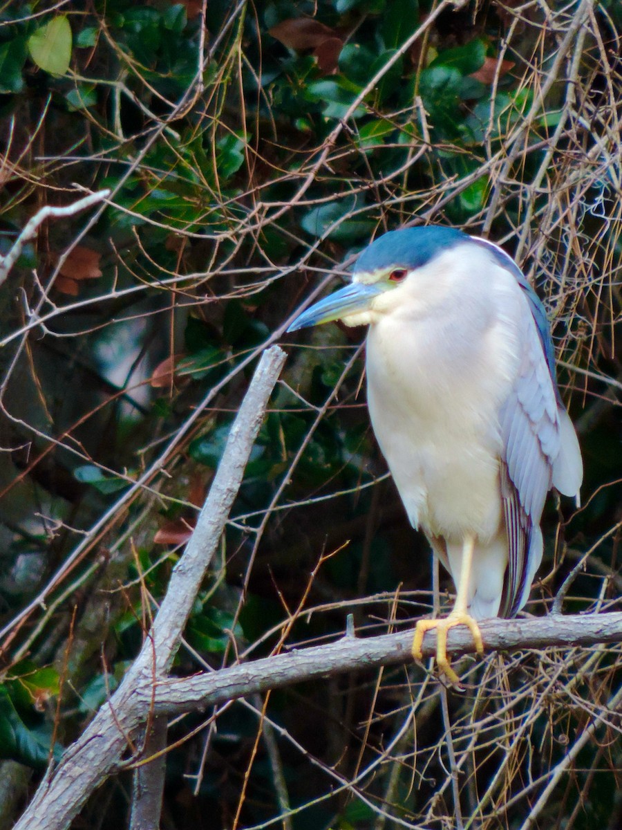 夜鷺 - ML652273836