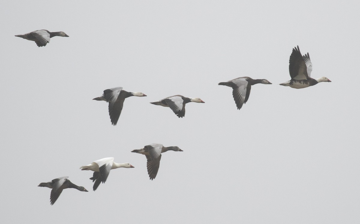 אווז שלג - ML652273896