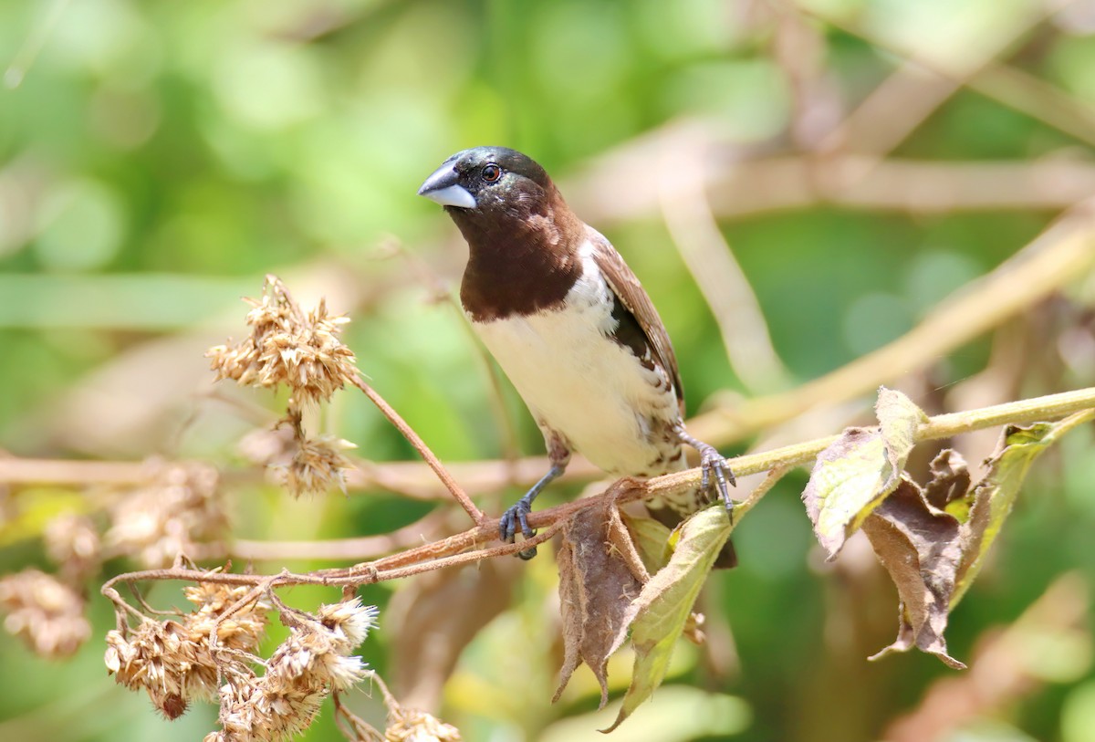 Bronze Mannikin - ML652273898