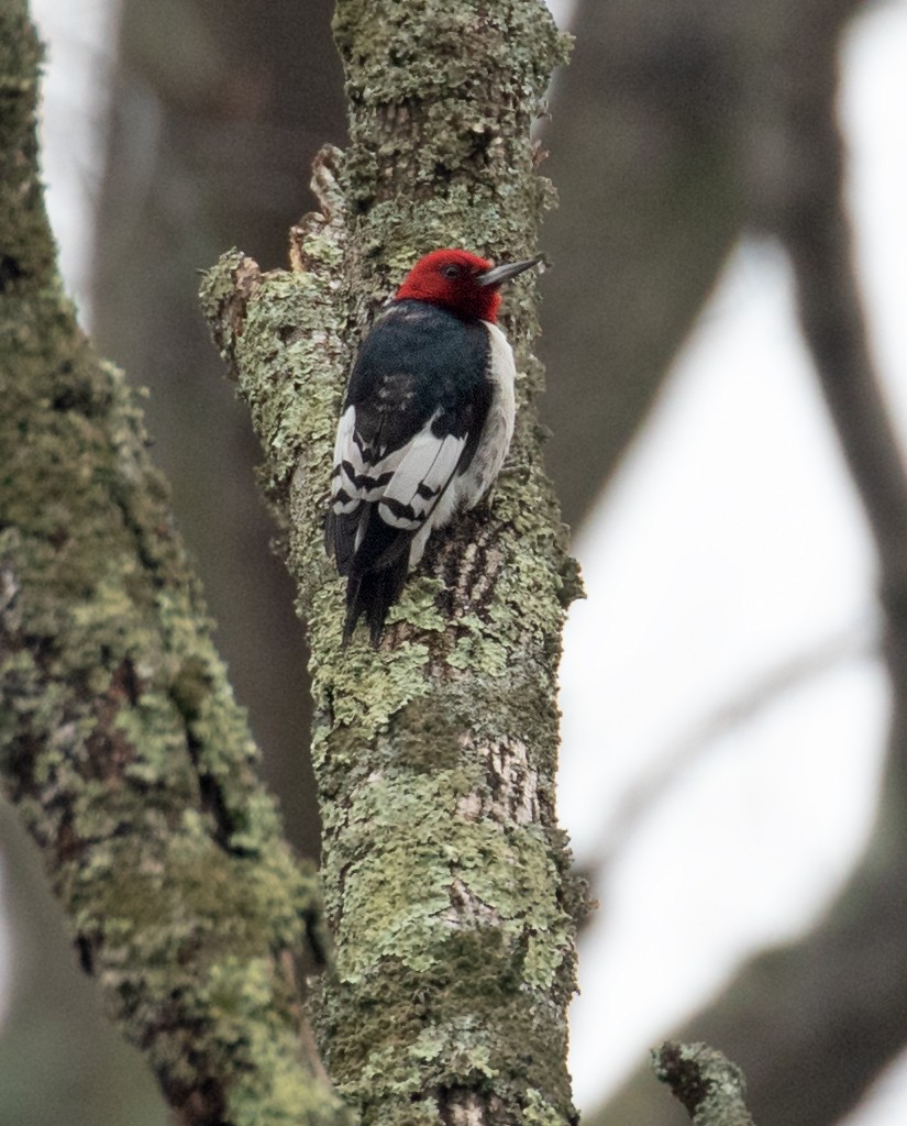 Red-headed Woodpecker - ML652273927