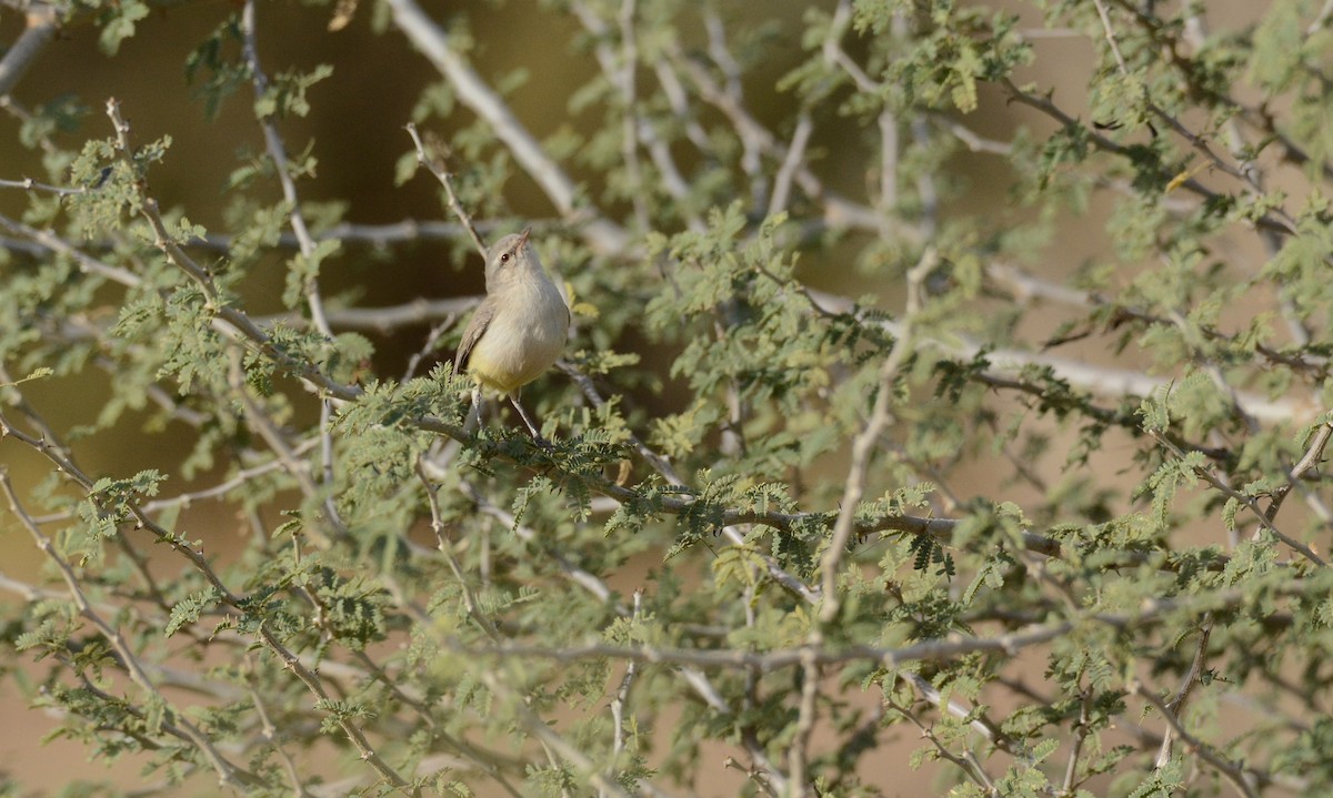 Yellow-bellied Eremomela - ML652273964