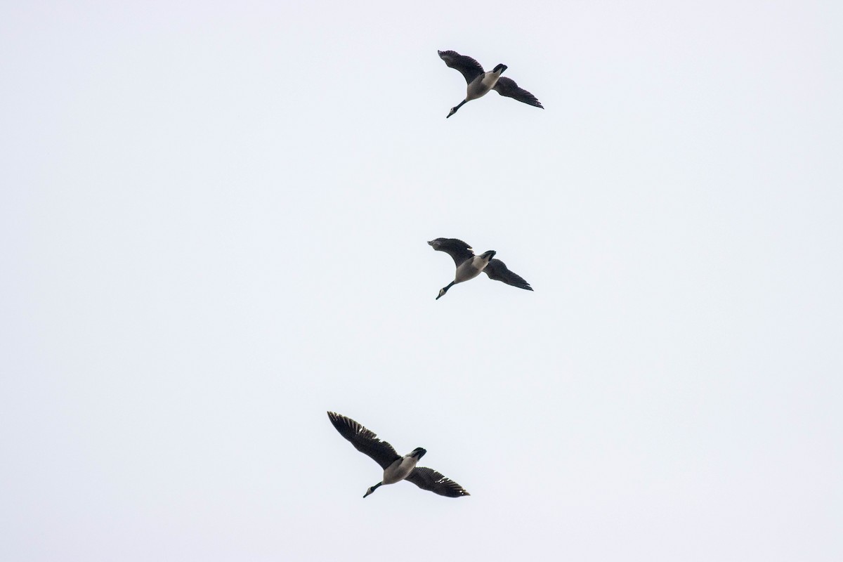 eBird Checklist - 6 Mar 2026 - C&O Canal--Riley's Lock - 23 species