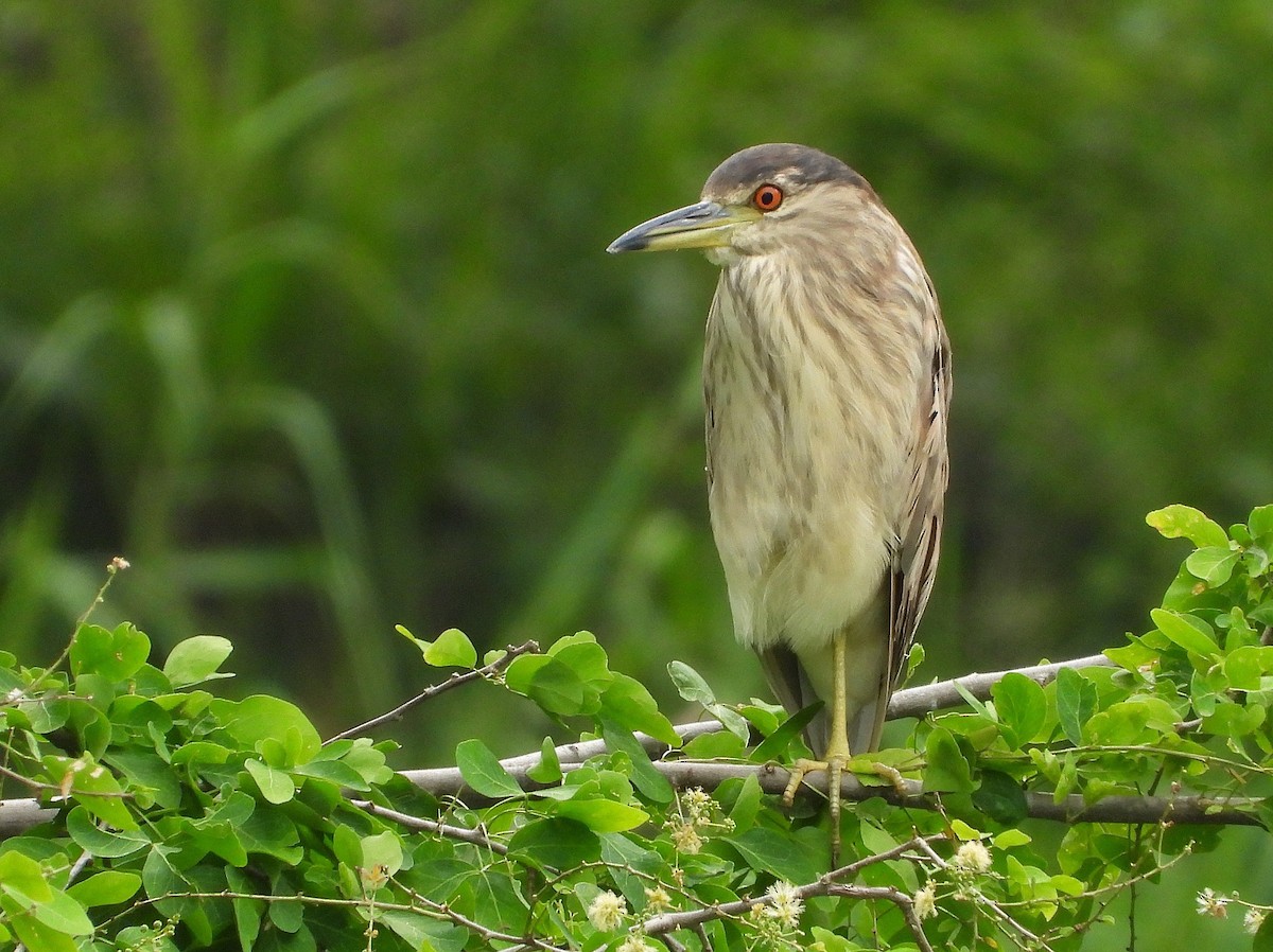 夜鷺(hoactli) - ML652274100