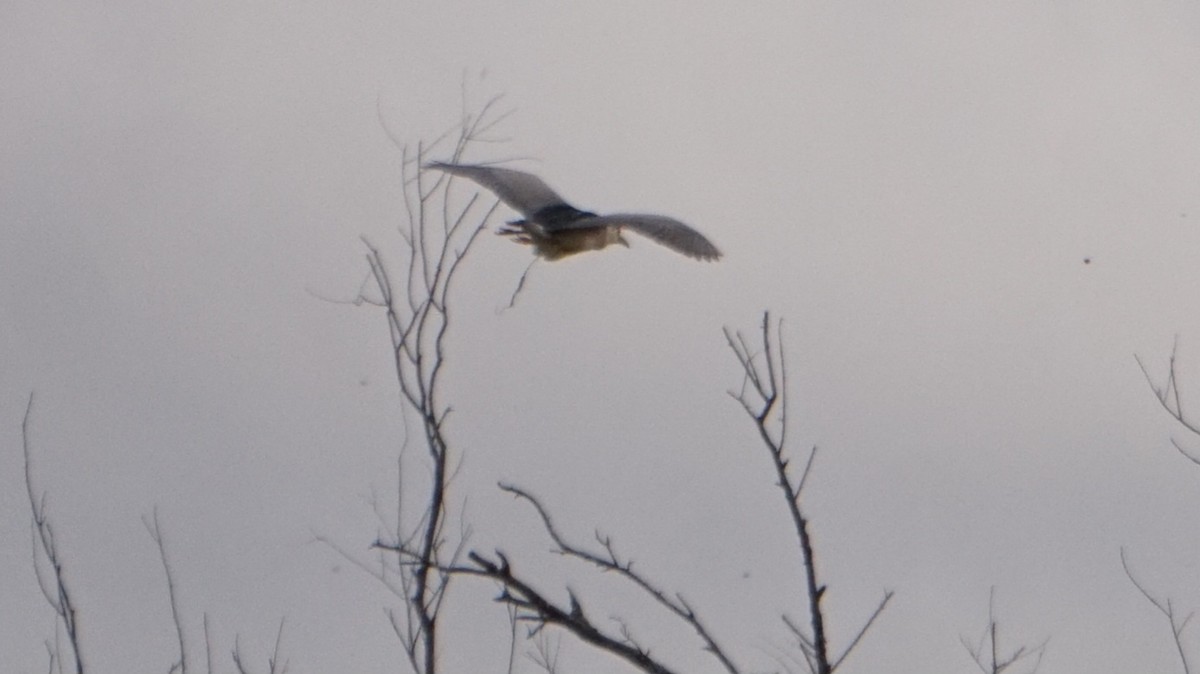 夜鷺 - ML652274191