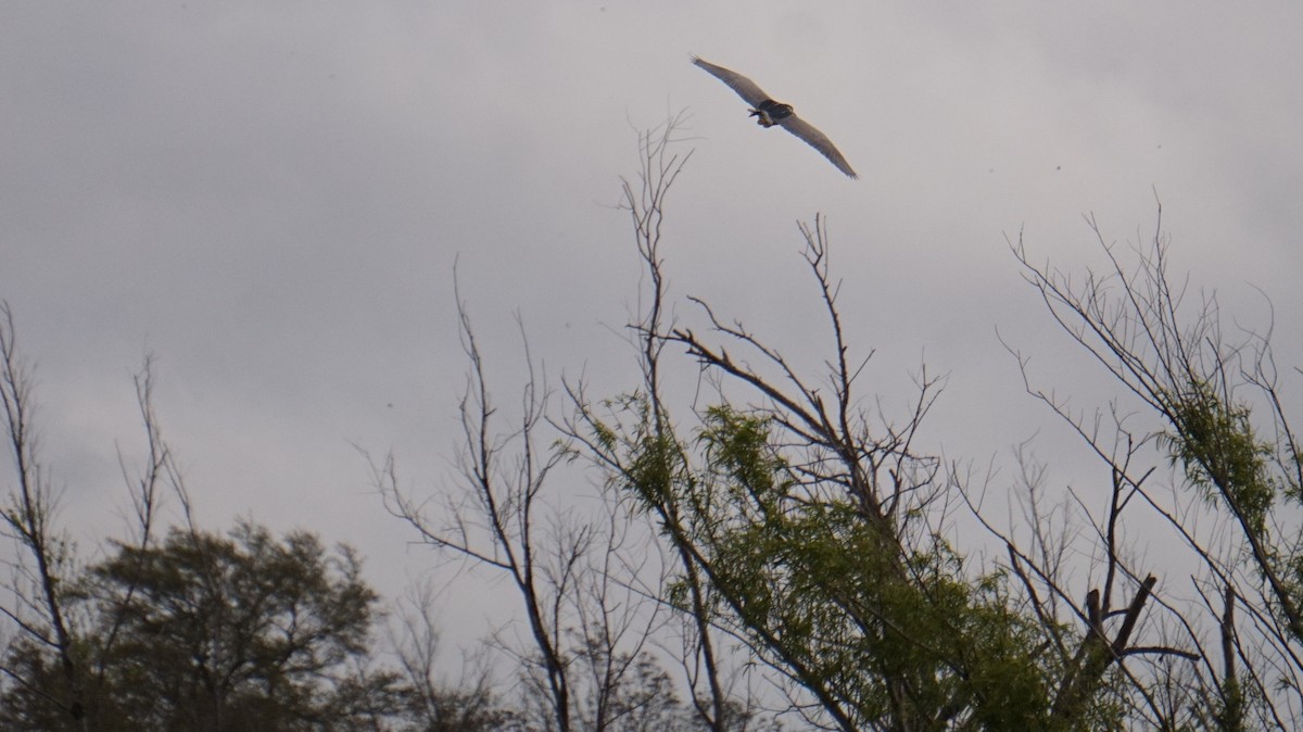 夜鷺 - ML652274192