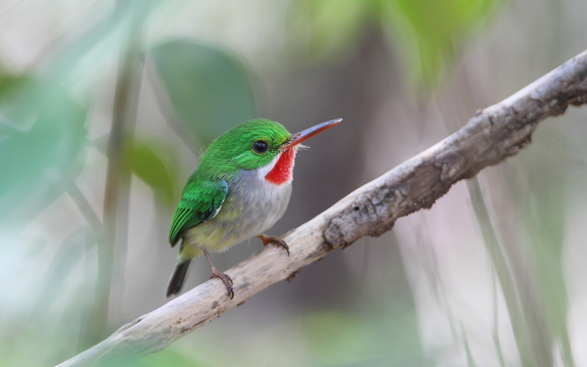 Puerto Rican Tody - Christoph Moning