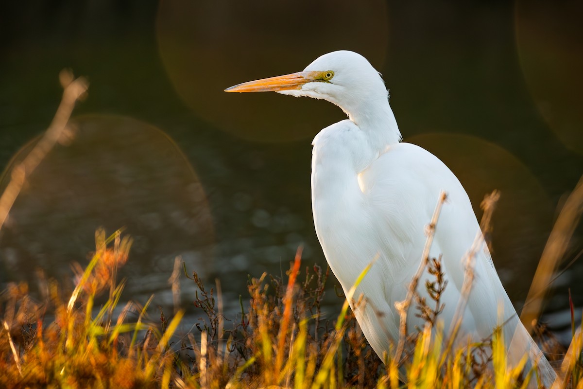 Great Egret (American) - ML652274311