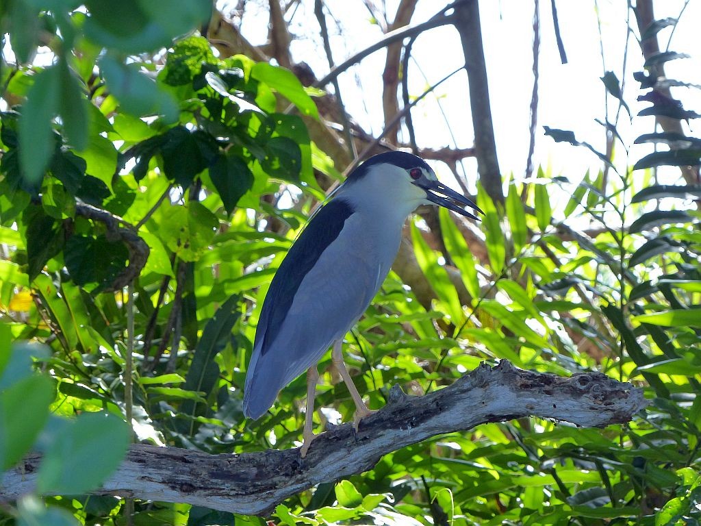 夜鷺 - ML652274663