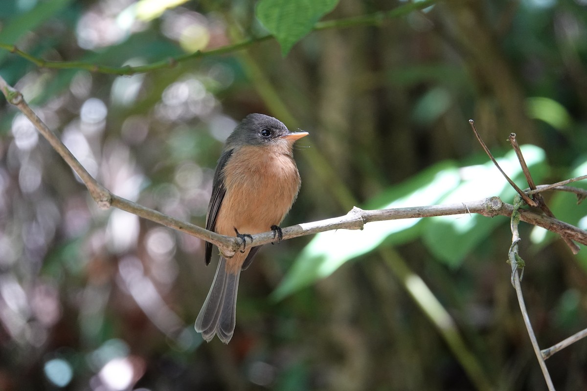 Lesser Antillean Pewee - ML652274681