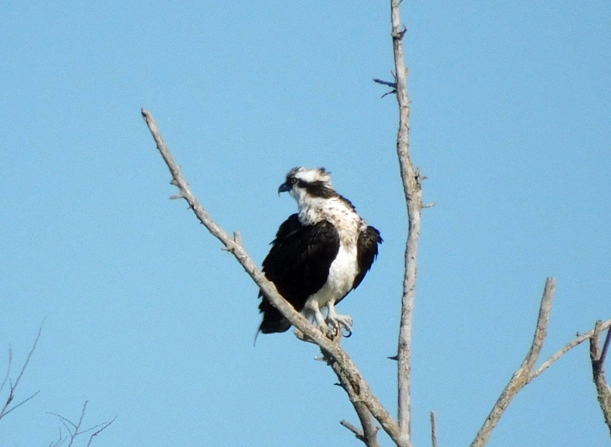 Falco pescatore - ML652274744