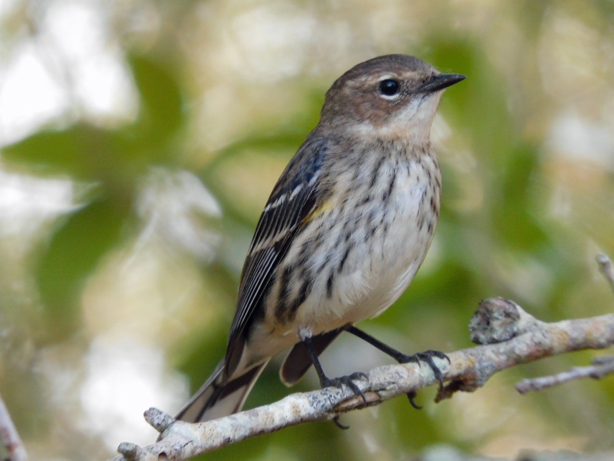 Yellow-rumped Warbler - ML652274754