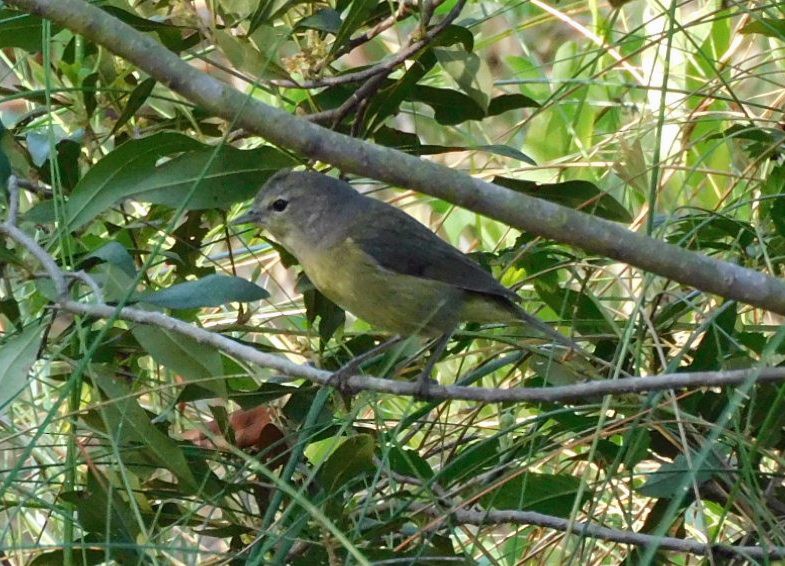 Orange-crowned Warbler - ML652274764