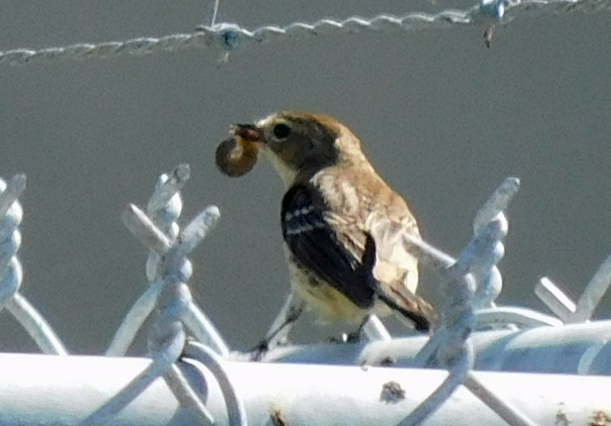 Yellow-rumped Warbler - ML652274842