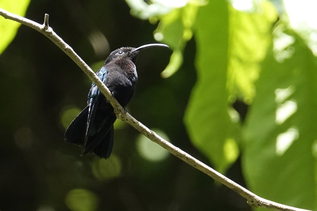 Purple-throated Carib - ML652274843