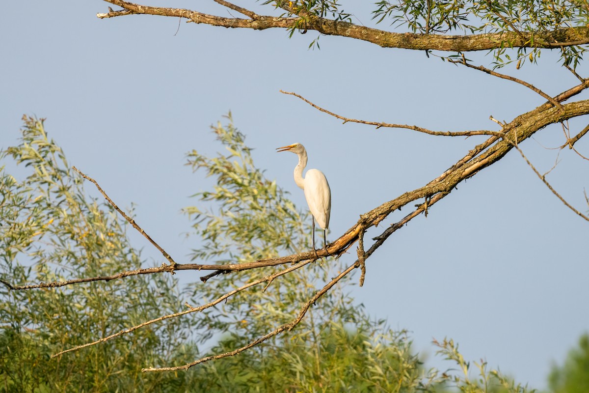 Great Egret - ML652274845