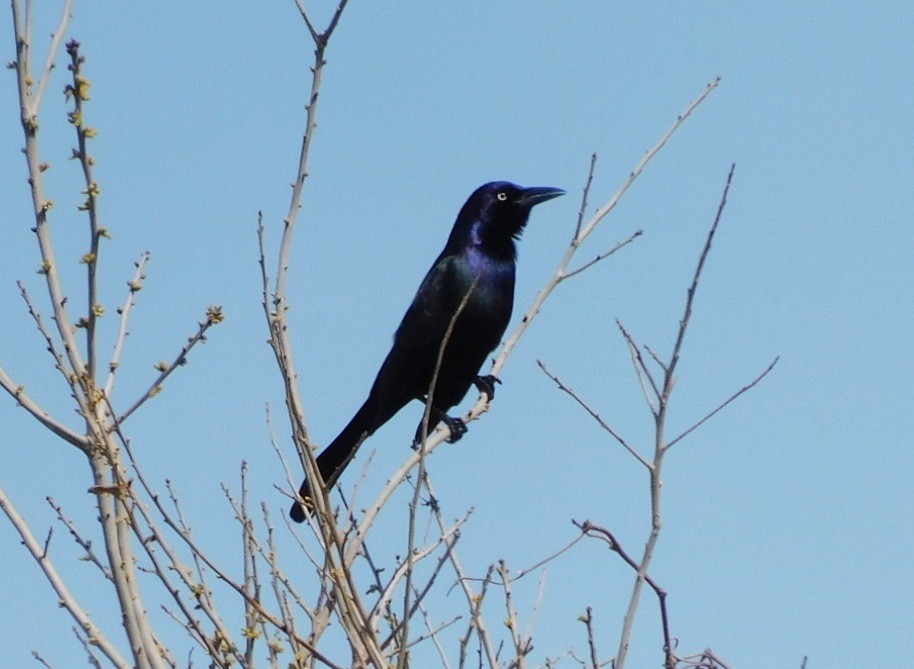 Common Grackle - ML652274868