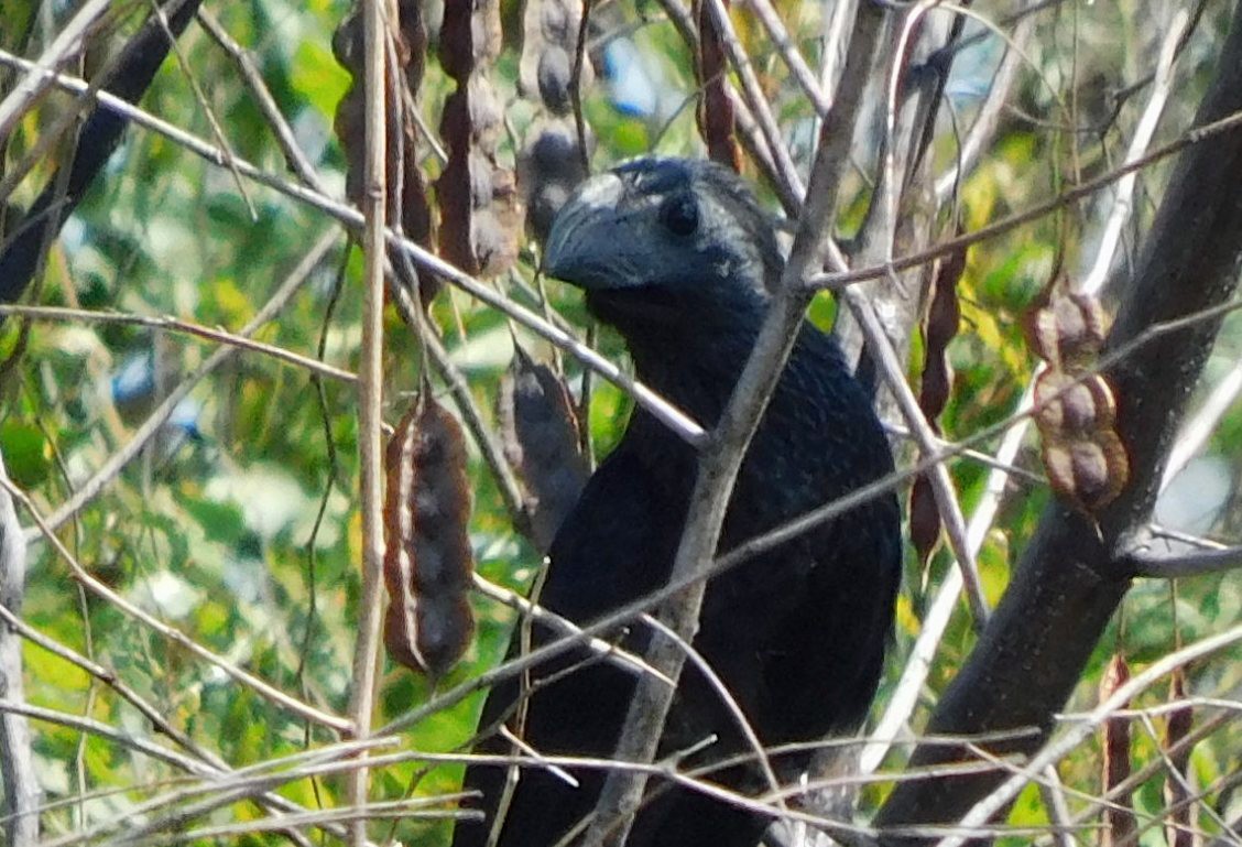 Groove-billed Ani - ML652274938