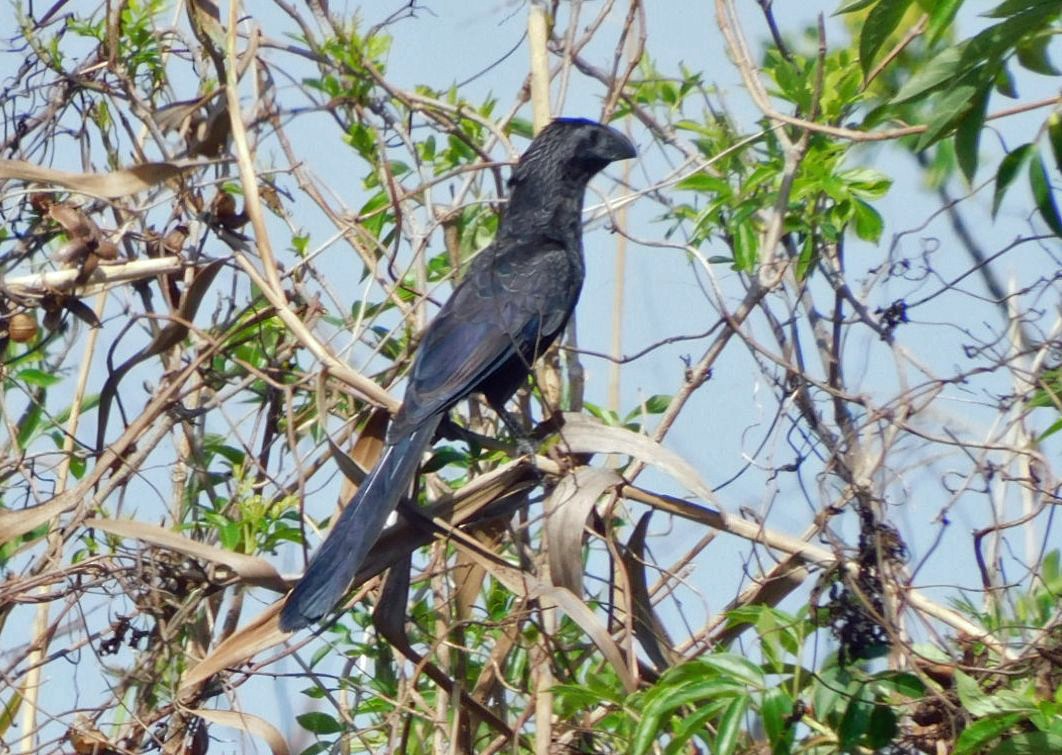 Groove-billed Ani - ML652274939