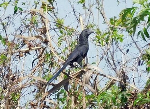 Groove-billed Ani - ML652274940
